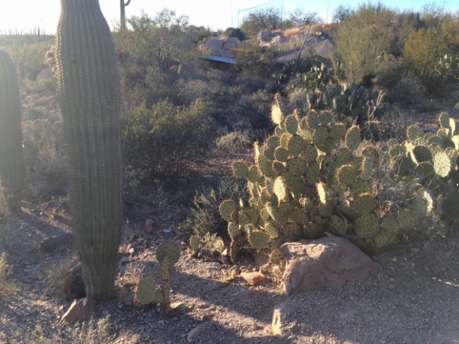 Arizona- Sonora Desert Museum