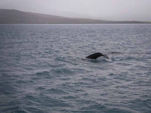 Whale-watching-akureyri-iceland